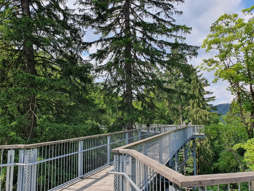 Baumwipfelpfad in Bad Harzburg: Wandern zwischen den Baumwipfeln