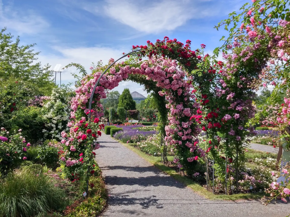 Europa Rosarium Sangerhausen: ein farbenfroher Tagesausflug in Ihrem Urlaub im Harz